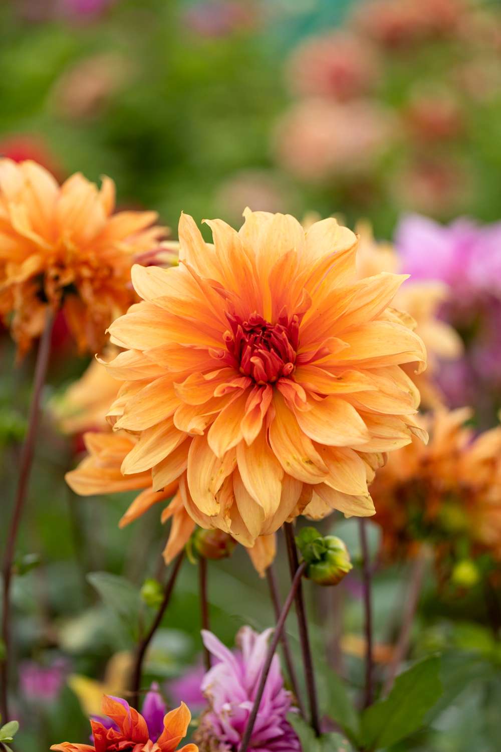 Dahlia 'Babylon Brons'